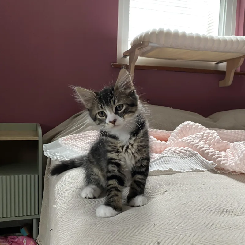 Sweetie Pie Squeak thumbnail 5