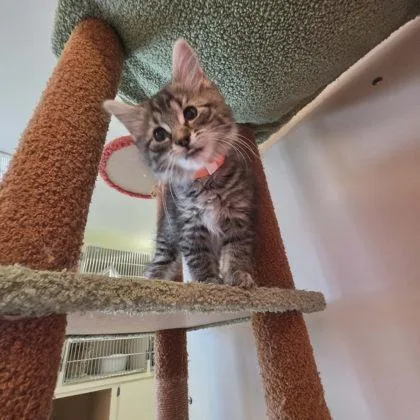 A baby small-sized male Domestic Long Hair cat named Wrecking Ball for adoption in Scottsbluff, NE