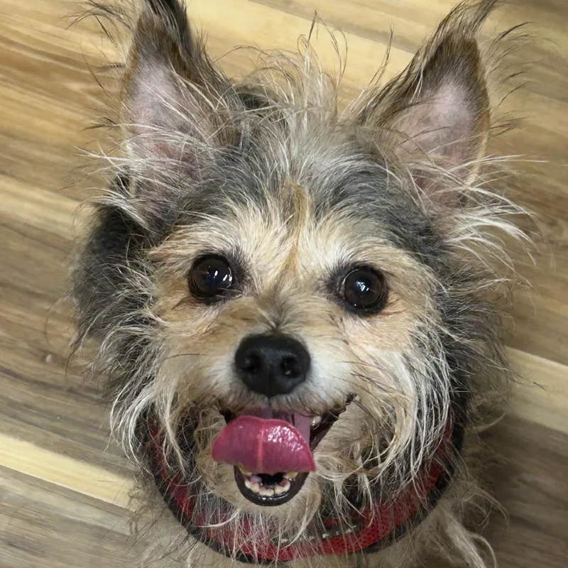 A senior small-sized male Sable Yorkshire Terrier dog named Old Man Jaime for adoption in Rockville, MD