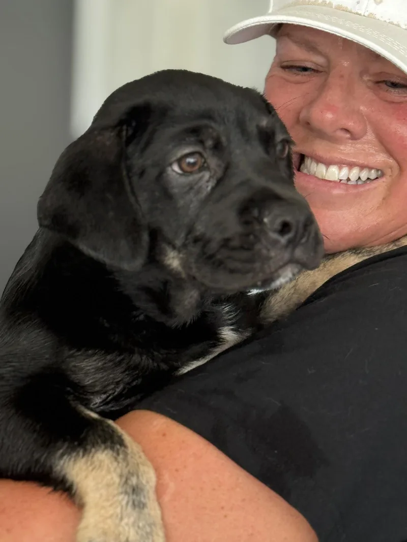 A young large-sized female Labrador Retriever dog named CR Remi for adoption in San Diego, CA