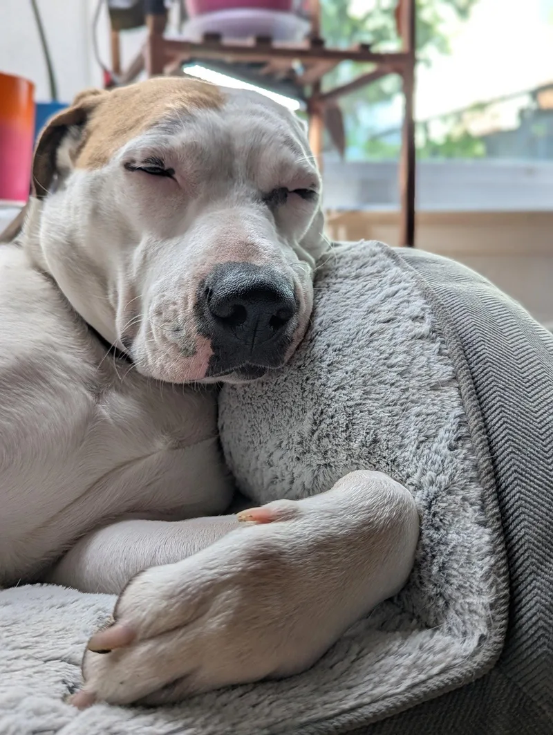 A young large-sized female American Bulldog dog named Juneau for adoption in Davis, CA