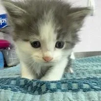 A baby small-sized male Gray / Blue / Silver Domestic Short Hair cat named Simon for adoption in Grinnell, IA