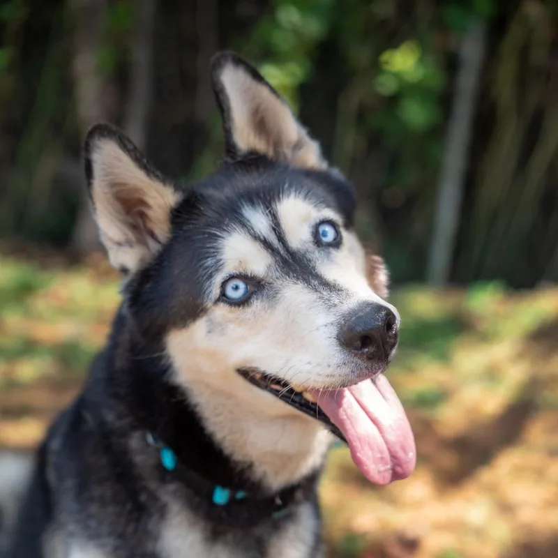 Blu
