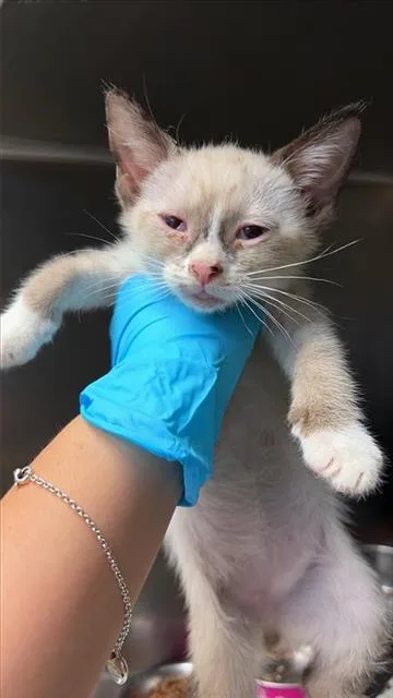 A baby small-sized male Domestic Short Hair cat named Leggy for adoption in San Antonio, TX