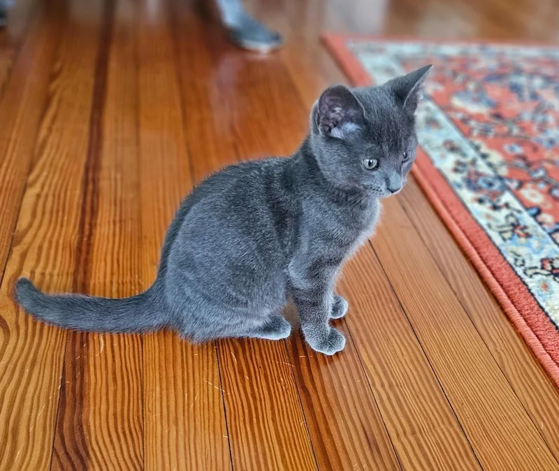 A baby medium-sized female Gray / Blue / Silver Domestic Short Hair cat named Stormy for adoption in Seneca, SC