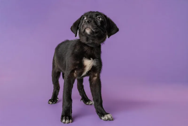 A baby large-sized male Labrador Retriever dog named Sprout for adoption in Wolcott, CT