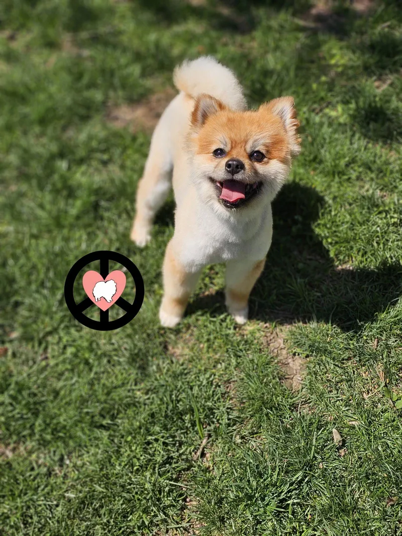 A young small-sized male Pomeranian dog named Tobie for adoption in Lebanon, PA