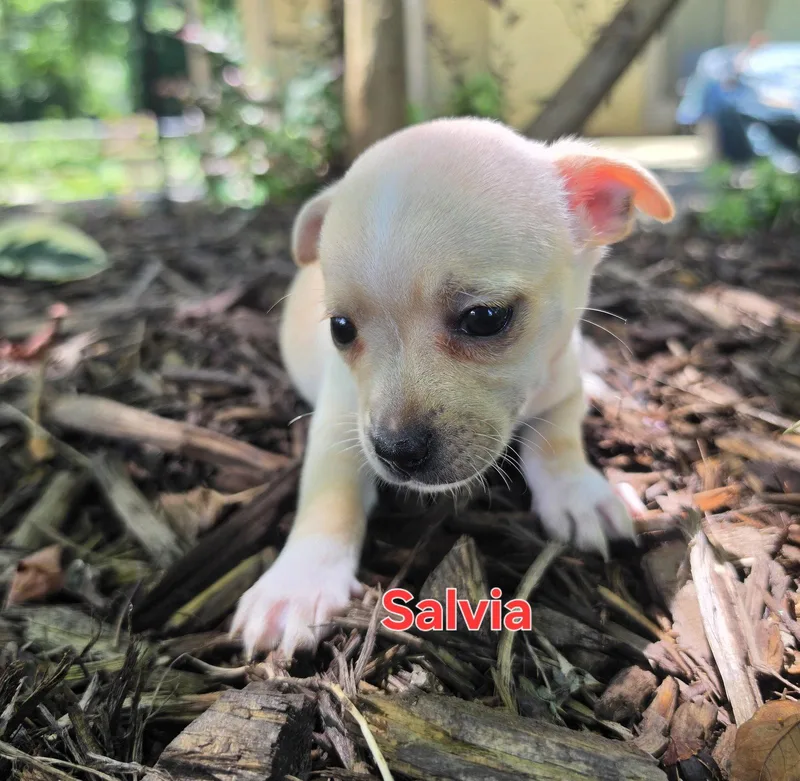 A baby small-sized female Chihuahua dog named Salvia for adoption in Alpharetta, GA