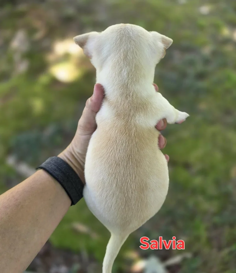Salvia thumbnail 3