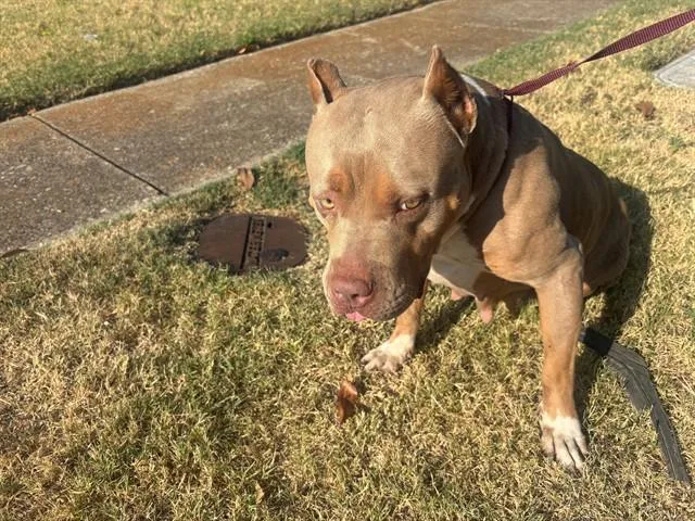 An adult large-sized female Pit Bull Terrier dog named Karma for adoption in Garland, TX