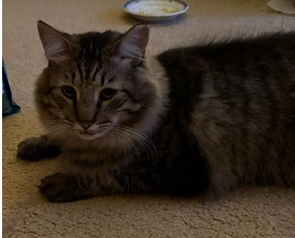 A young medium-sized male Domestic Long Hair cat named Maxwell for adoption in Los Angeles, CA