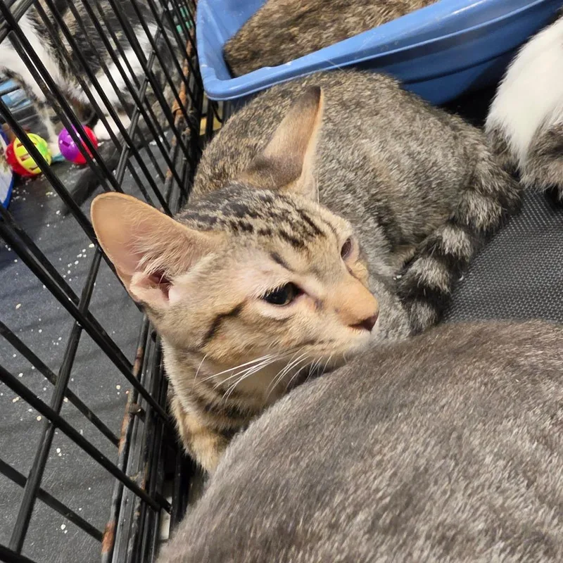 A baby small-sized female Brown / Chocolate Domestic Short Hair cat named Wanda for adoption in Melrose, FL