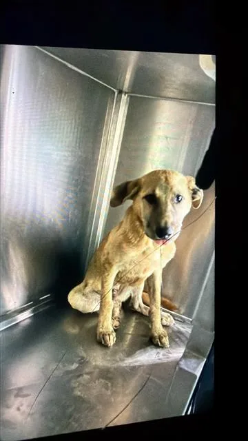 A baby large-sized male Mixed Breed dog named Ty for adoption in Dallas, TX