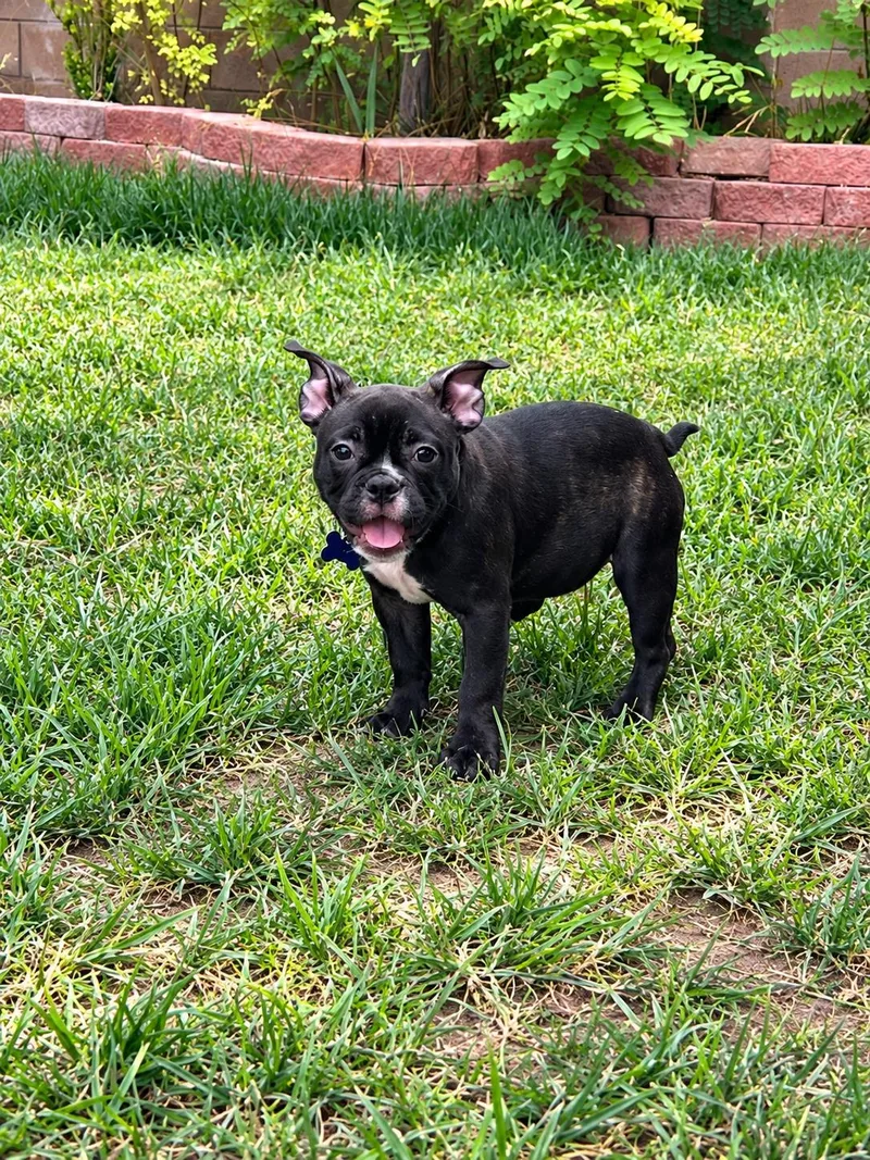 A baby medium-sized female Black Boston Terrier dog named Luna for adoption in Las Vegas, NV