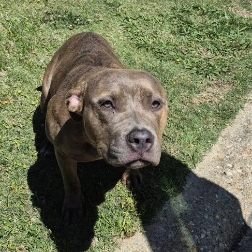 A young medium-sized female Brindle Pit Bull Terrier dog named Lyric for adoption in Montgomery, AL