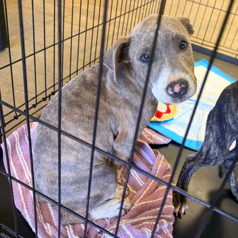 A baby small-sized male Brindle Mixed Breed dog named Scooby for adoption in Corinth, MS
