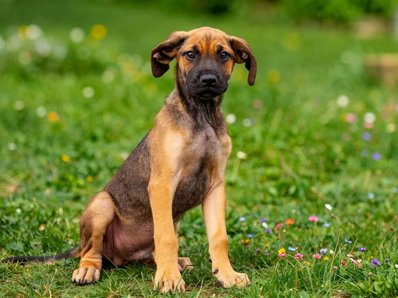 A baby large-sized male Boxer dog named Leo for adoption in Sebastian, FL