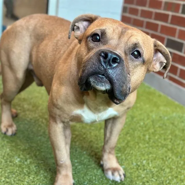 An adult medium-sized male Pit Bull Terrier dog named Puffy for adoption in Edmond, OK