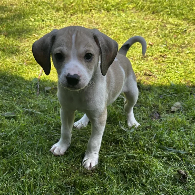 Coco Puff