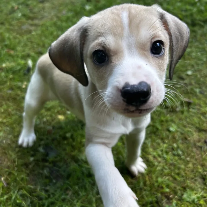 Coco Puff thumbnail 2