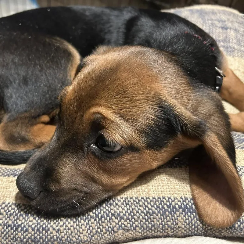 A baby small-sized male Brown / Chocolate Mixed Breed dog named Buster for adoption in West Olive, MI