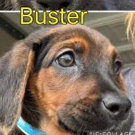 Buster thumbnail 4
