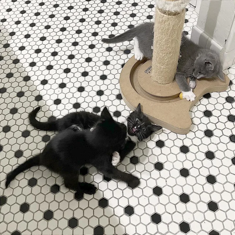 A baby small-sized female Black Domestic Short Hair cat named Calabasa for adoption in Pleasant Hill, CA