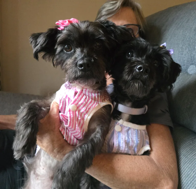 An adult small-sized female Miniature Schnauzer dog named Dolly for adoption in Cedar Rapids, IA