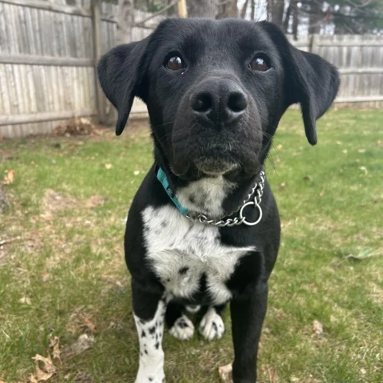 An adult medium-sized male Black Labrador Retriever dog named Mo for adoption in Schenectady, NY