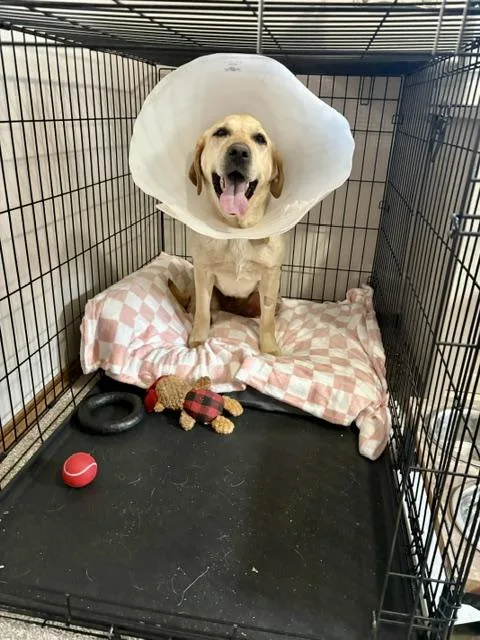A young medium-sized female Yellow Labrador Retriever dog named Bryn for adoption in Sioux Falls, SD