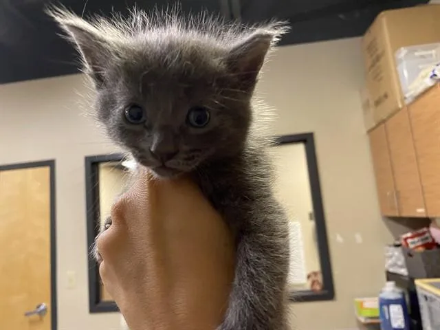 A baby small-sized male Domestic Medium Hair cat named Oliver for adoption in Modesto, CA