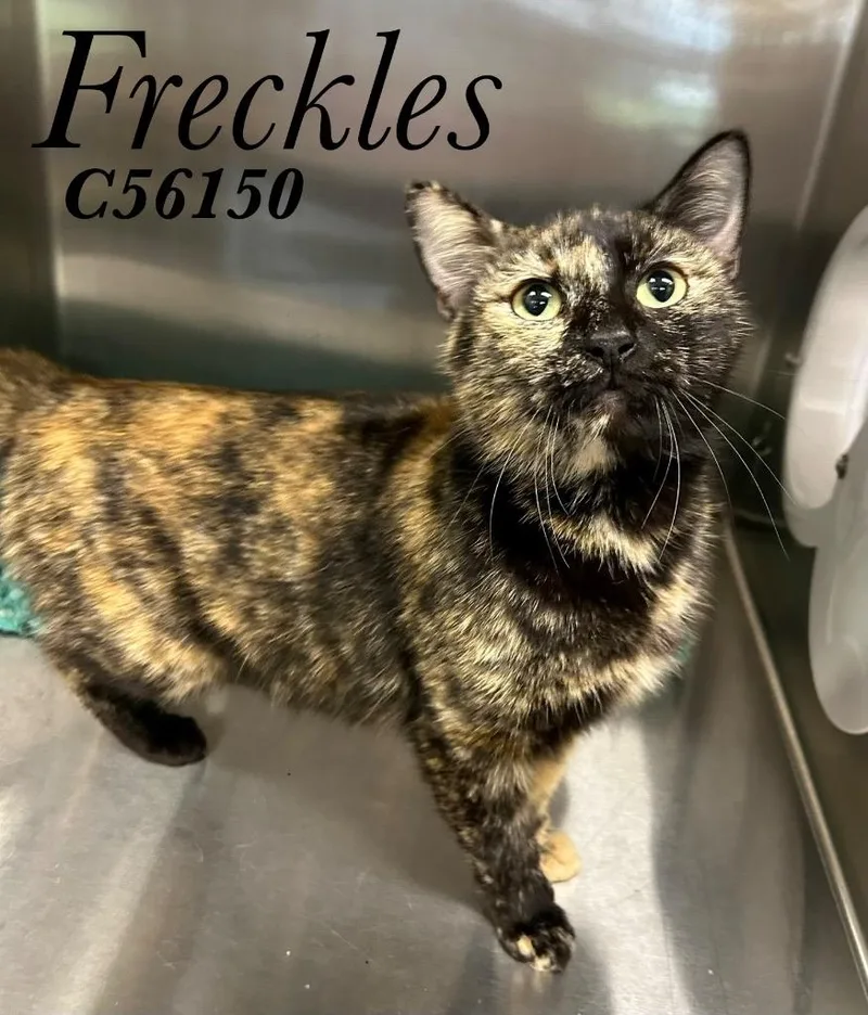 A young medium-sized female Domestic Short Hair cat named Freckles for adoption in Clarksville, TN
