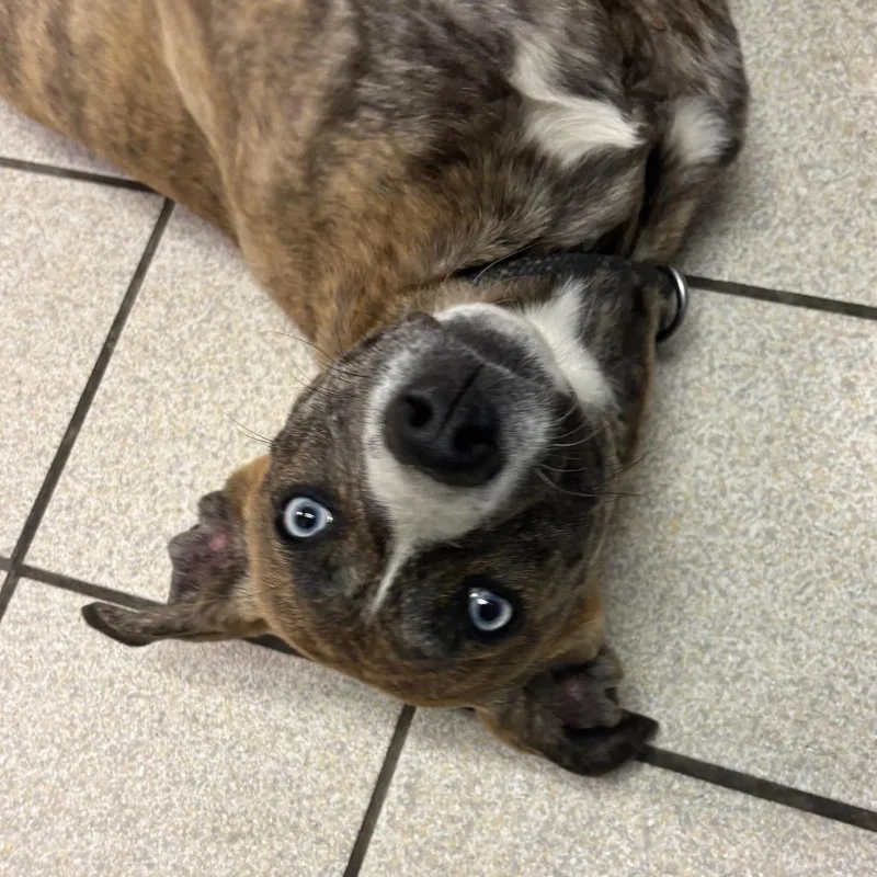 A baby medium-sized female Brindle Mixed Breed dog named Rocky Road for adoption in Charleston, WV