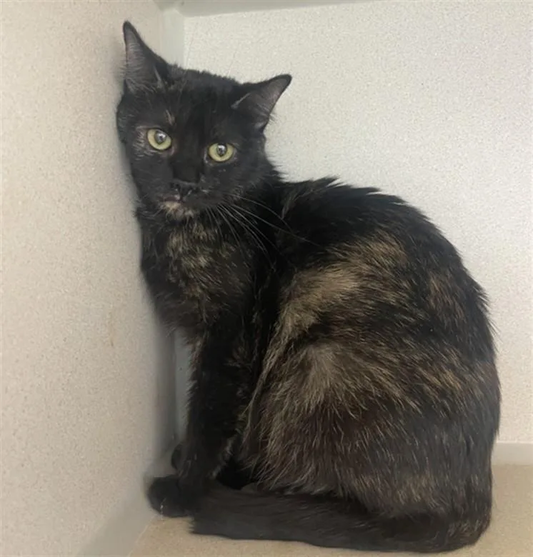 An adult small-sized female Domestic Short Hair cat named Fudge for adoption in Loveland, CO
