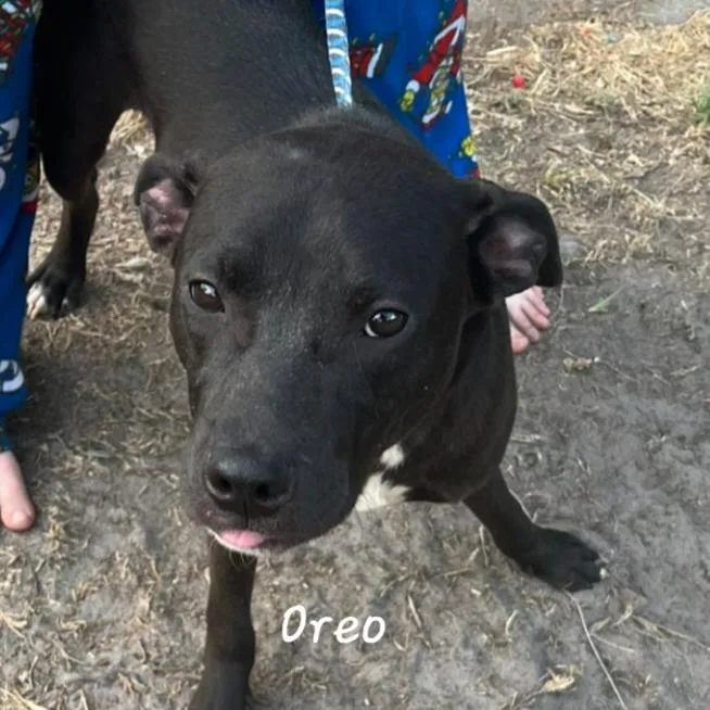 A young small-sized male Black Border Collie dog named Oreo for adoption in Hinesville, GA