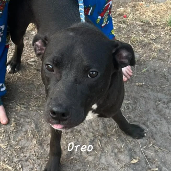 Oreo thumbnail 2