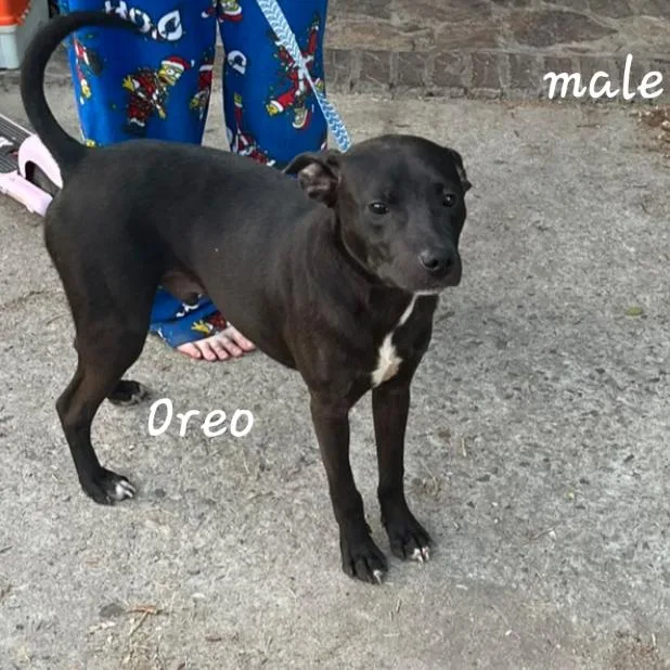 Oreo thumbnail 3