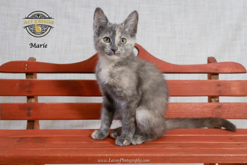 A young medium-sized female Tortoiseshell cat named Marie for adoption in Riverside, CA