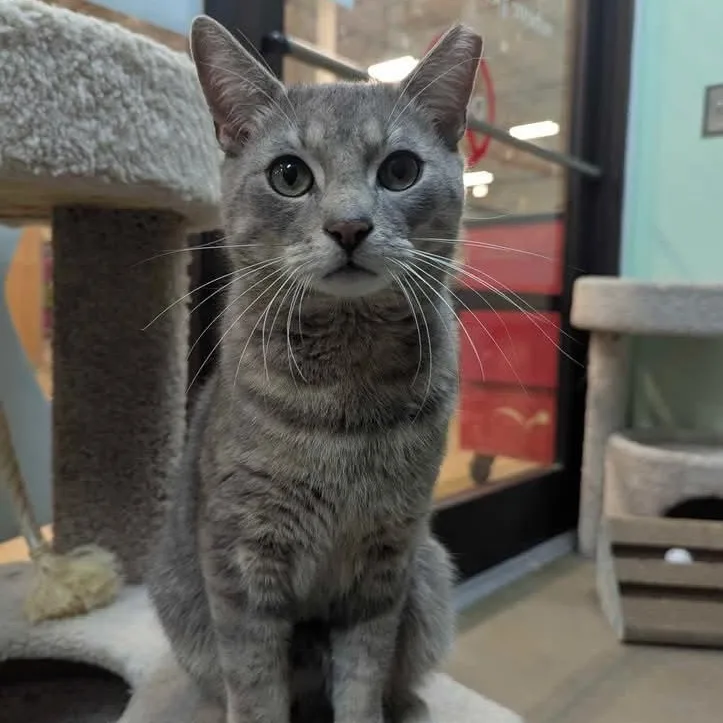 A young medium-sized male Tabby (Gray / Blue / Silver) Domestic Short Hair cat named Butch for adoption in Bellmawr, NJ