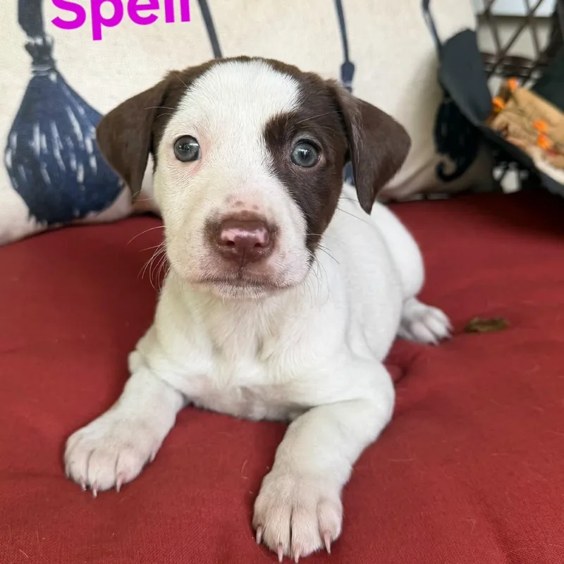 A baby medium-sized female Brown / Chocolate American Staffordshire Terrier dog named Spell for adoption in Blairstown, NJ