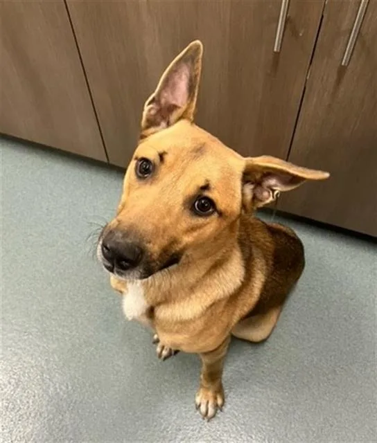 A young large-sized male German Shepherd Dog dog named Brownie for adoption in Baytown, TX