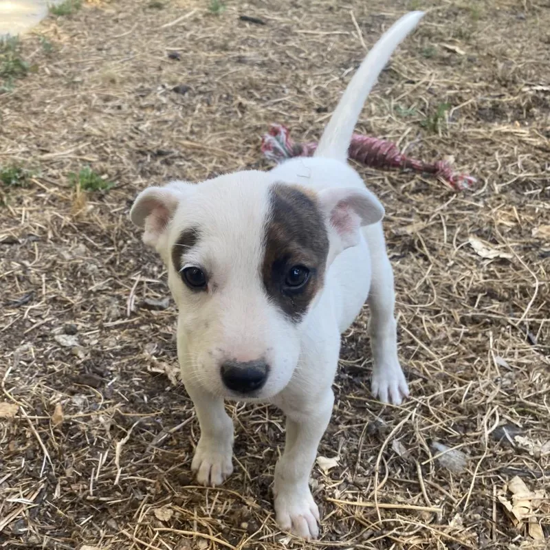 A baby medium-sized female White / Cream Cattle Dog dog named Daisy for adoption in Escondido, CA