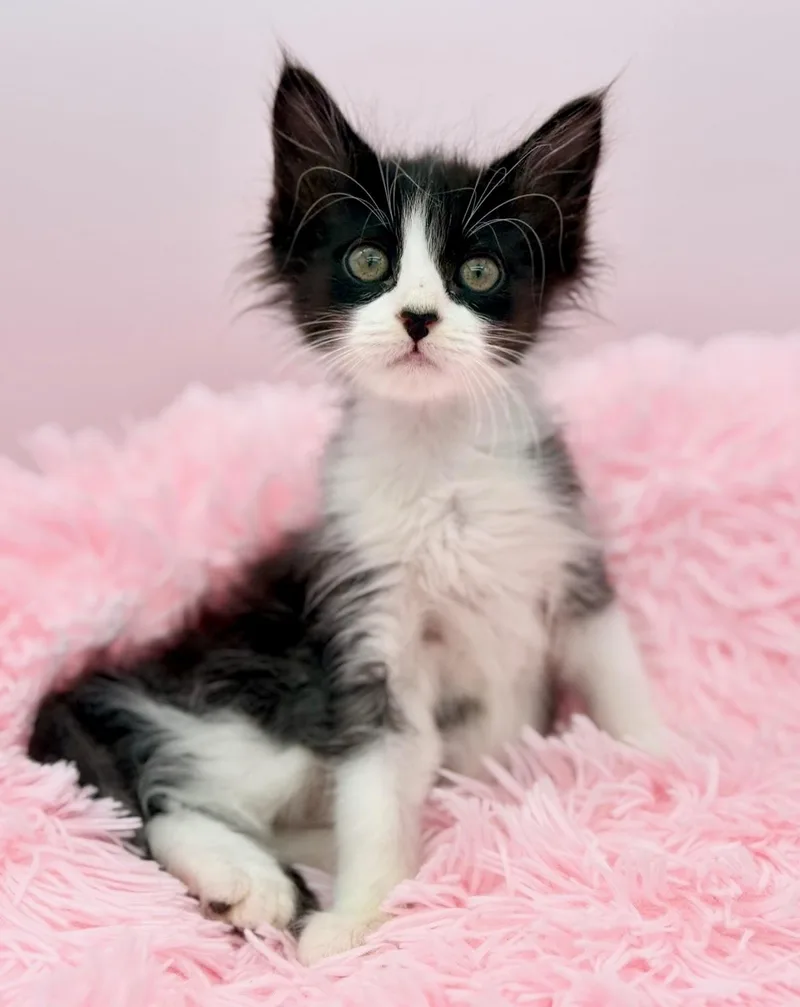 A baby medium-sized female Black & White / Tuxedo Ragdoll cat named Dauphine for adoption in Covington, LA