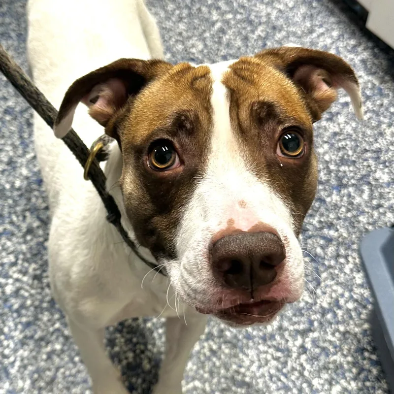 Tyson