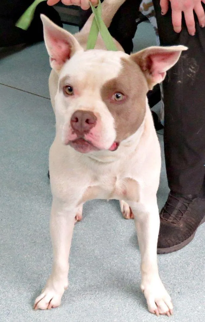 An adult medium-sized male Gray / Blue / Silver Pit Bull Terrier dog named Landon for adoption in Lexington, VA