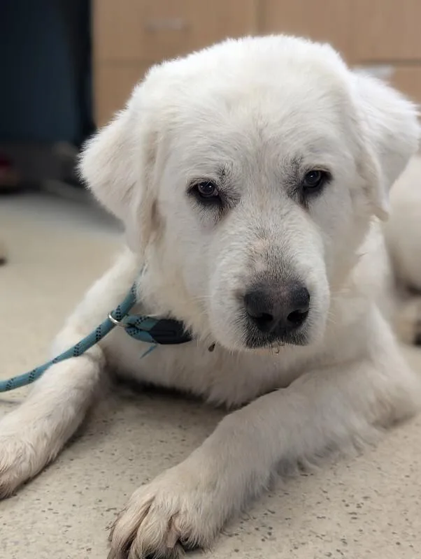 An adult large-sized female White / Cream Great Pyrenees dog named Dahlia for adoption in Aiken, SC