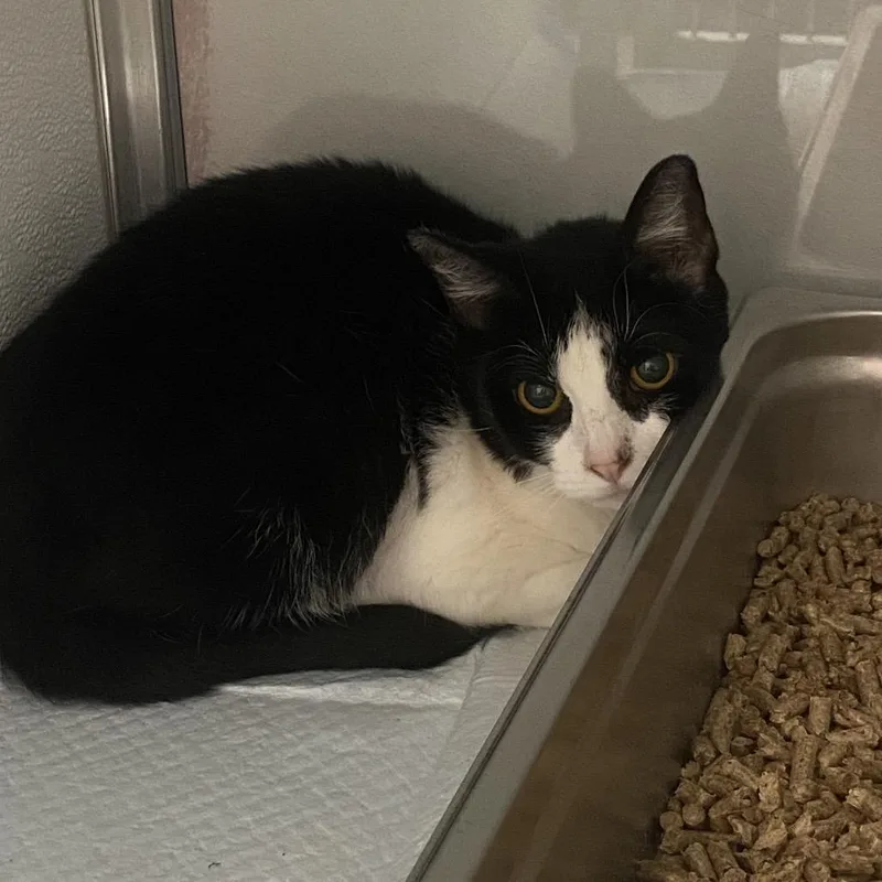 A senior medium-sized female Domestic Short Hair cat named Saturn for adoption in Binghamton, NY