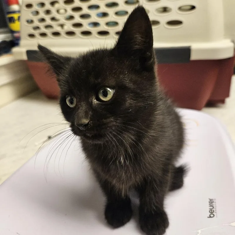 A baby small-sized female Domestic Short Hair cat named Hocus for adoption in Port Townsend, WA