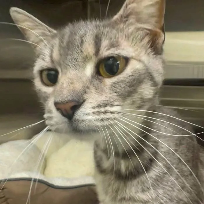 An adult medium-sized female Domestic Short Hair cat named Tempest for adoption in Hilton Head Island, SC