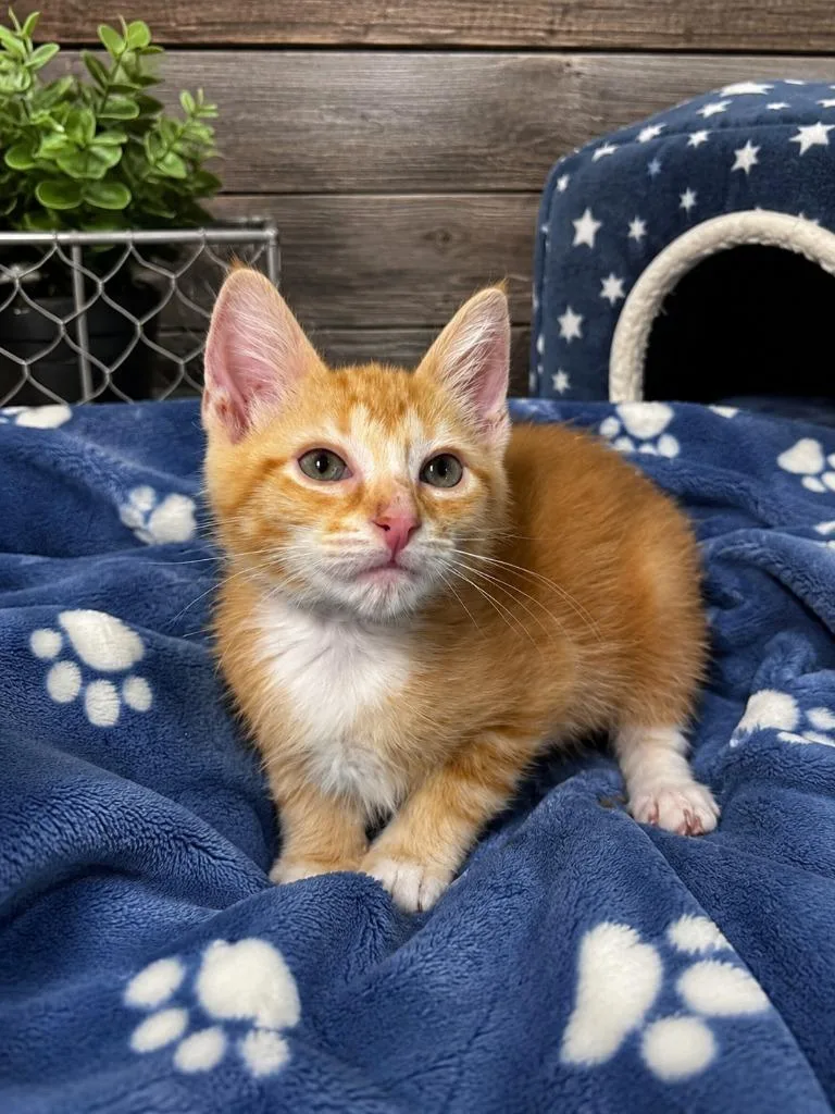 A baby small-sized male Domestic Short Hair cat named Purruno Mars for adoption in East Ridge, TN